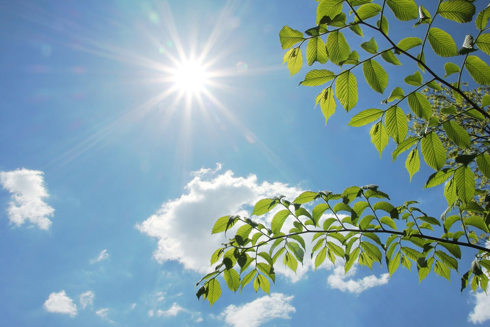 Spring leaves background over a glass buildin with sunlight and blue sky