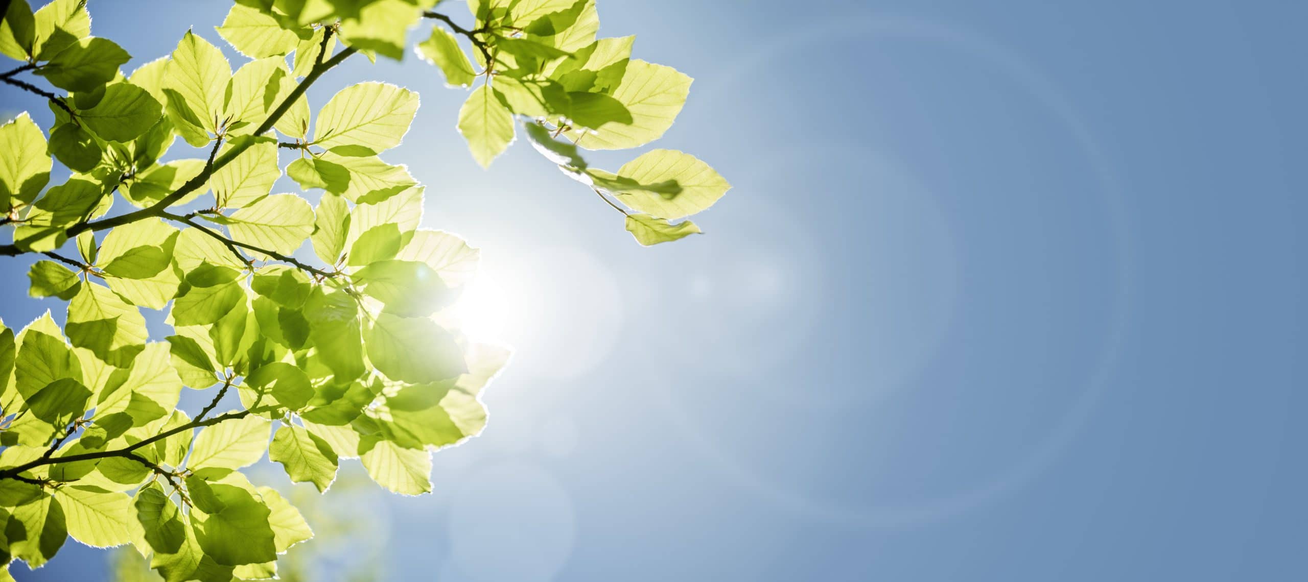 Spring leaves background with sunlight and blue sky