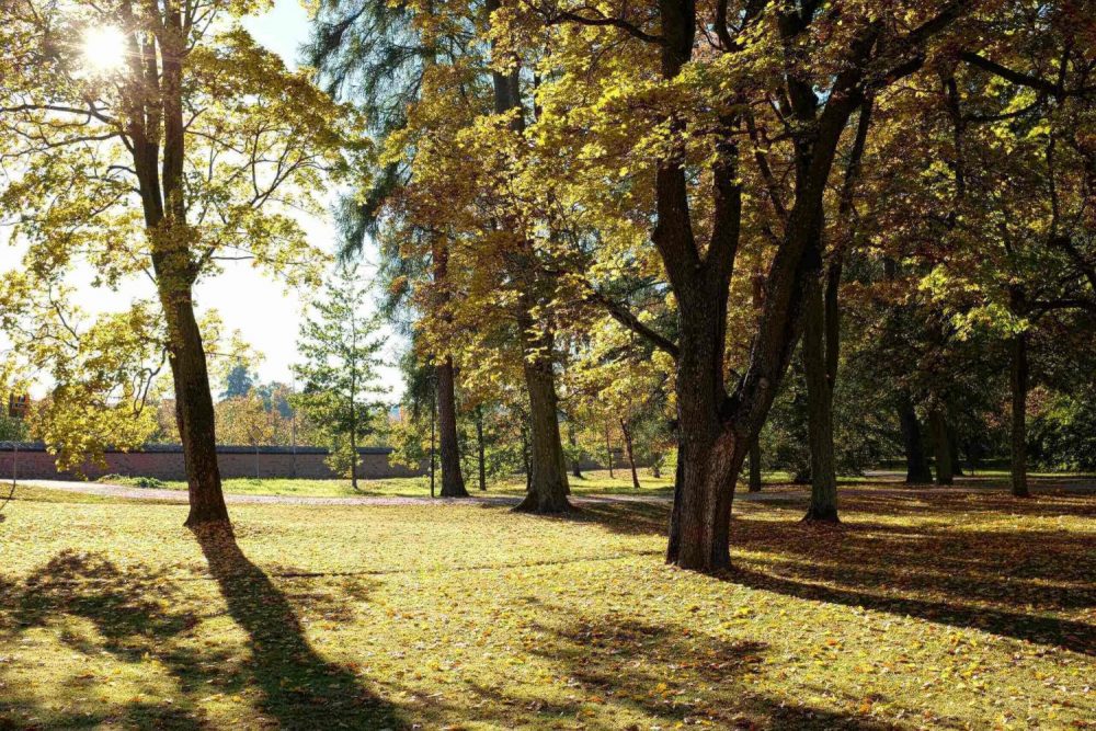Park-höst-foto-Raj-scaled (1) sunny day in the park