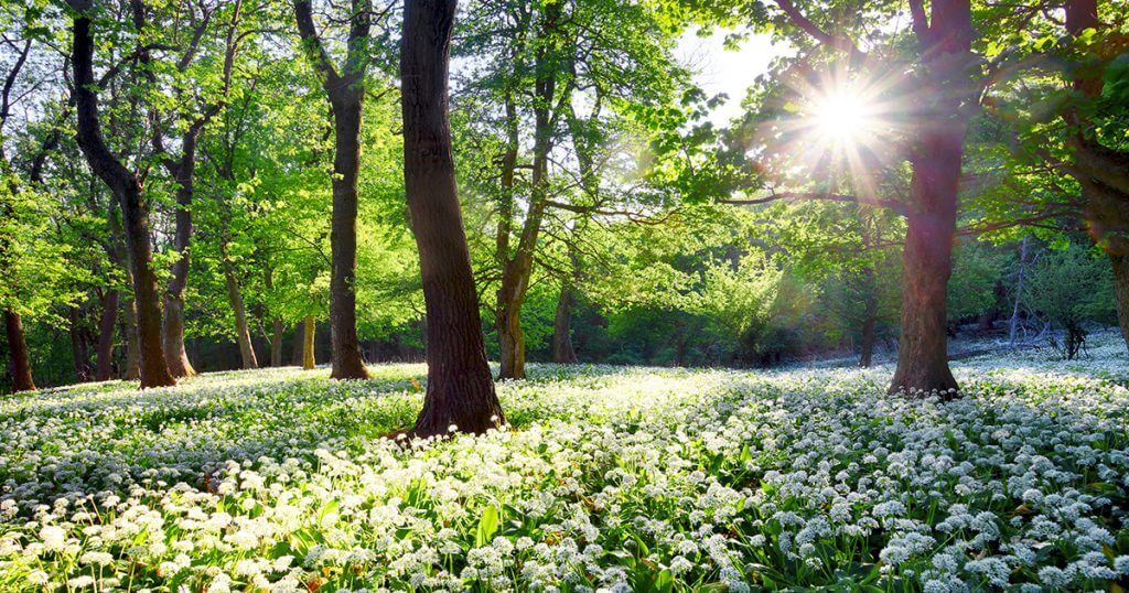 Lövskog med vita blommor på marken